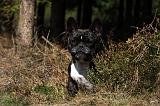 BOULEDOGUE FRANCAIS 913